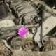 Aud V8 Engine 4.2 Cap
